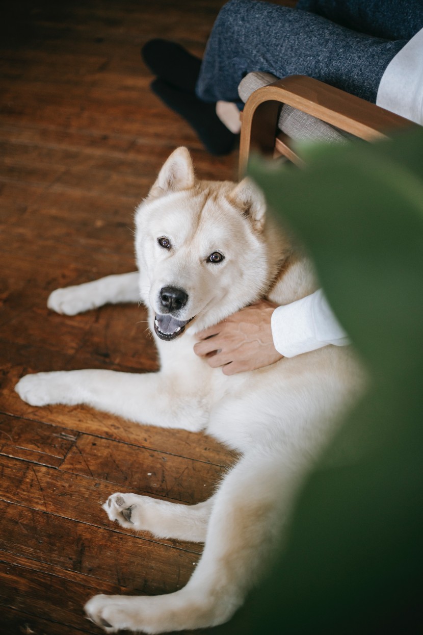 可爱的秋田犬图片