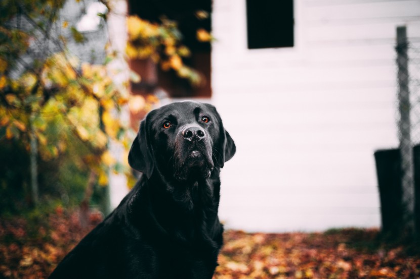 帥氣的黑色拉布拉多獵犬圖片