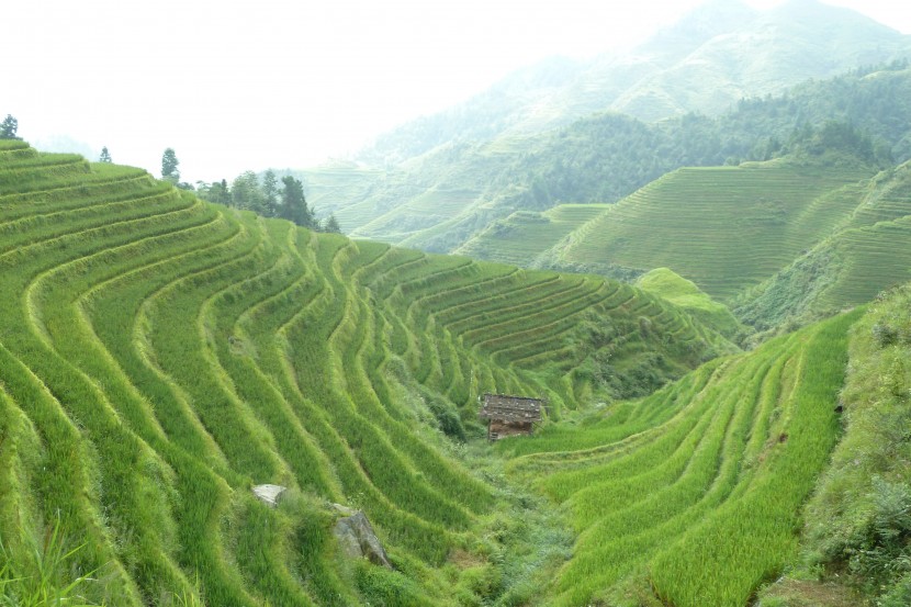 层层叠叠绿色的梯田风景图片