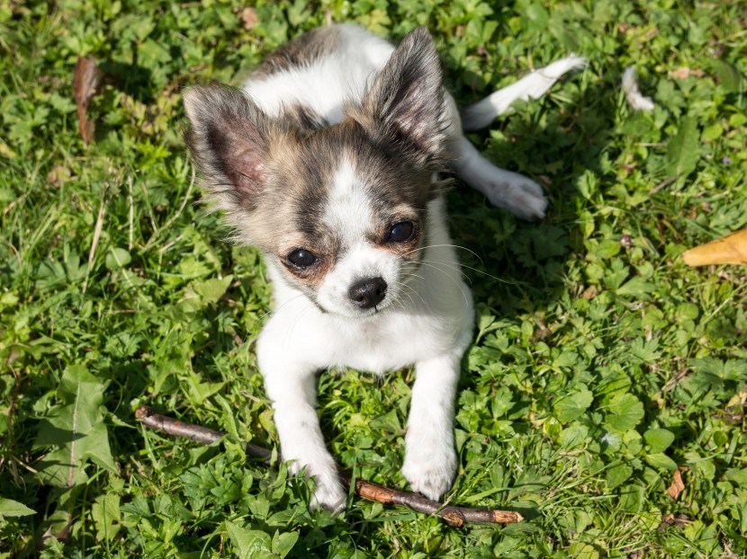 小巧的吉娃娃犬图片