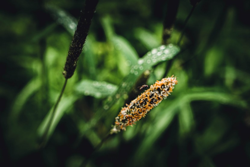 雨后的植物图片