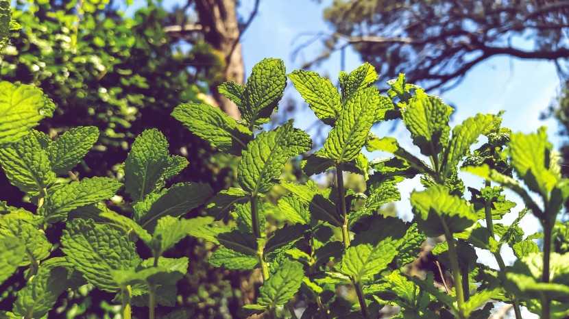 绿色芳香的薄荷图片