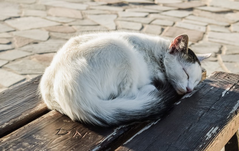 长椅上的猫咪图片