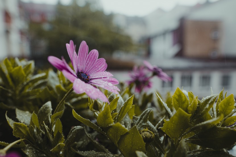 雨后的植物图片