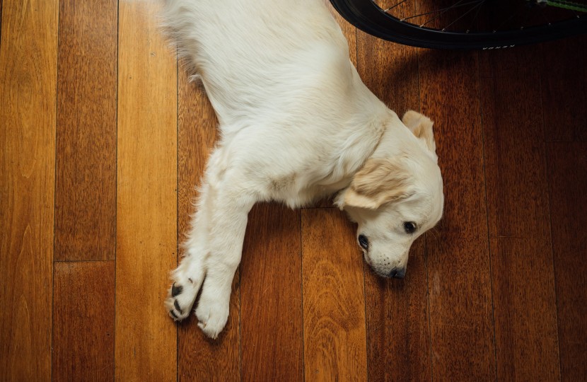 可爱的拉布拉多猎犬幼犬图片