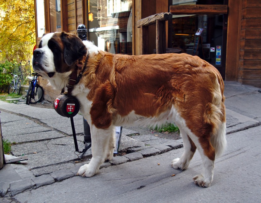 稳重的圣伯纳犬图片