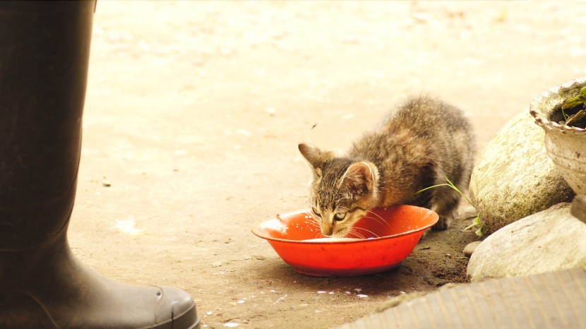 吃东西的可爱猫咪图片