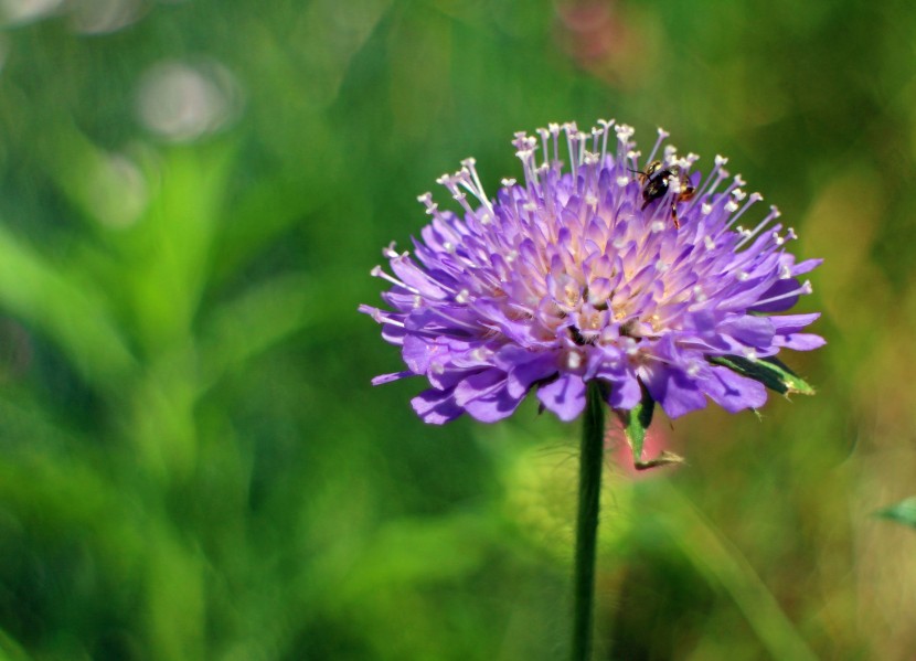 花形獨(dú)特的輪峰菊?qǐng)D片