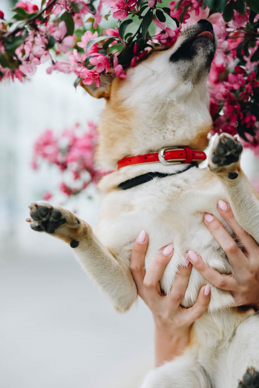 可爱的秋田犬图片