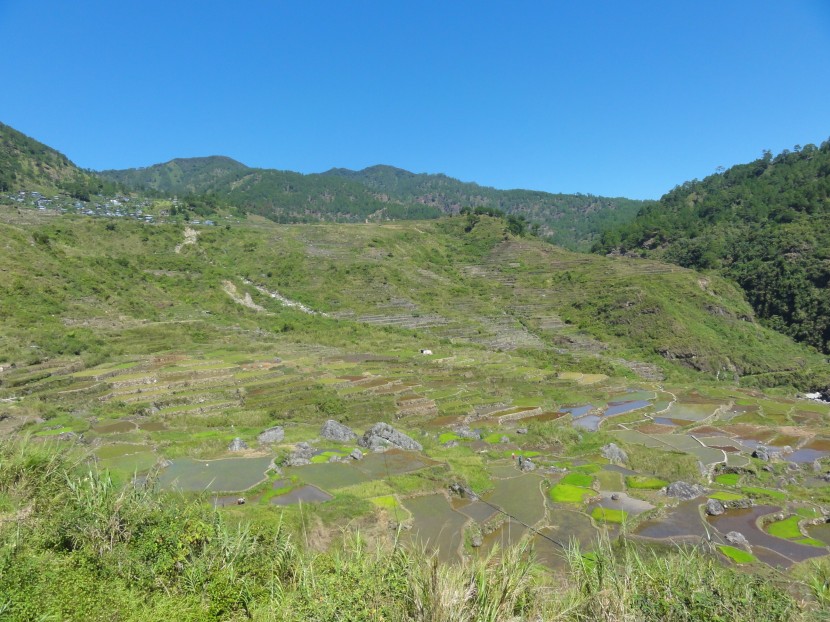 层层叠叠绿色的梯田风景图片