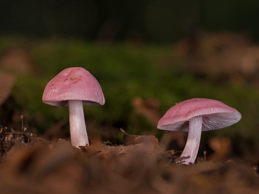 森林里的野生菌图片