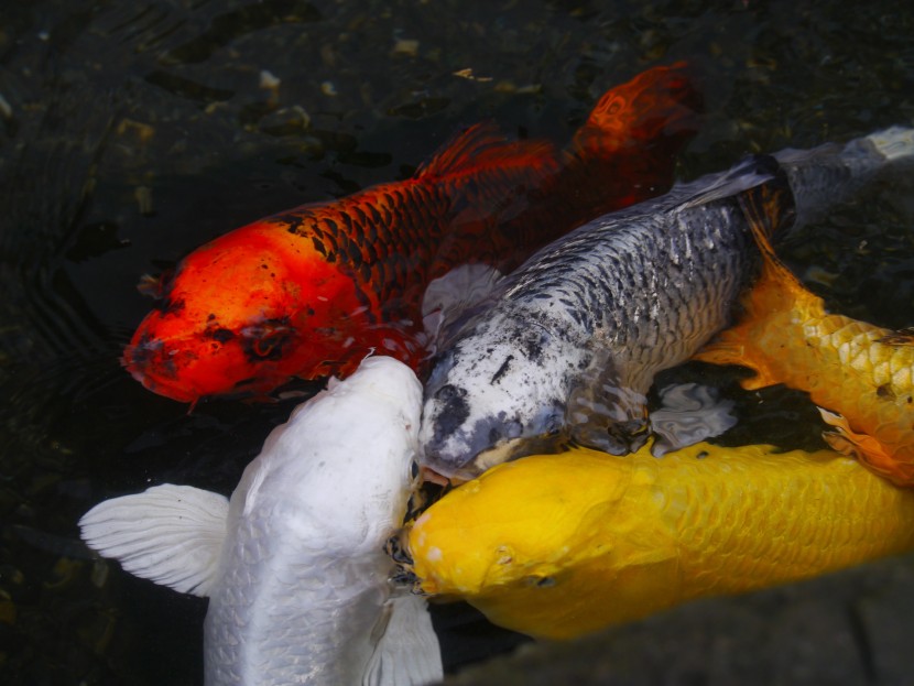 色彩鲜艳的锦鲤图片