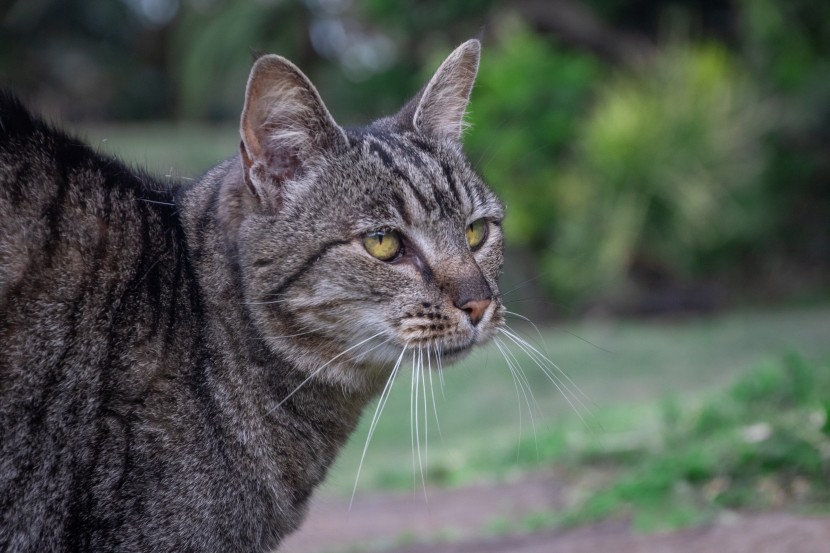 室外的猫咪图片