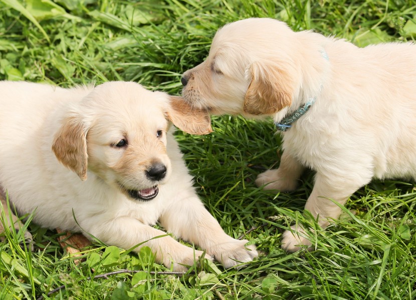 可爱的拉布拉多猎犬幼犬图片