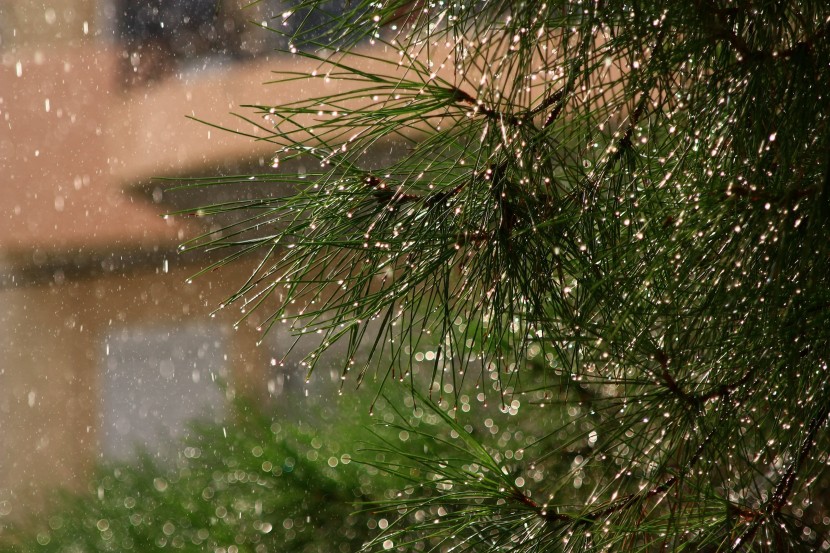 滂沱的大雨图片