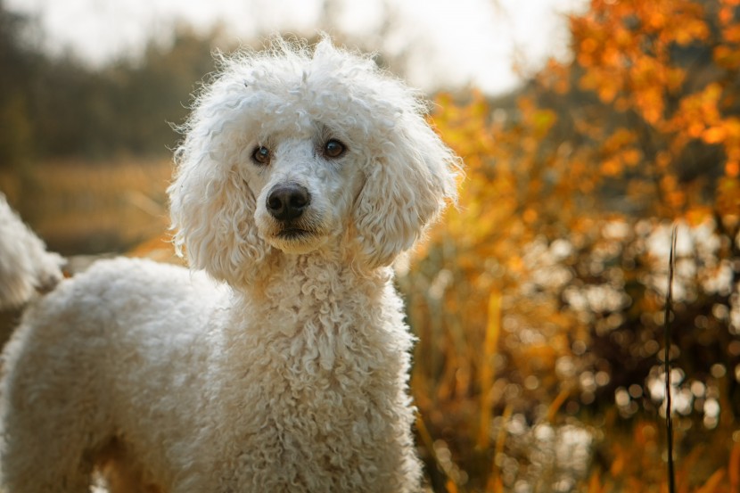 活泼的贵宾犬图片