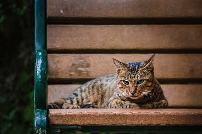 长椅上的猫咪图片