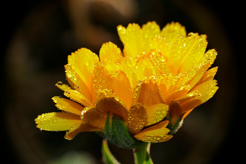 花朵上圓潤透亮的露珠圖片