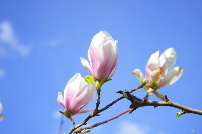 花朵大而美丽的玉兰花图片