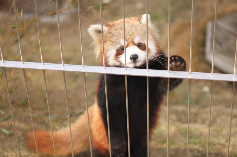 脸颊有白色斑纹的小熊猫图片