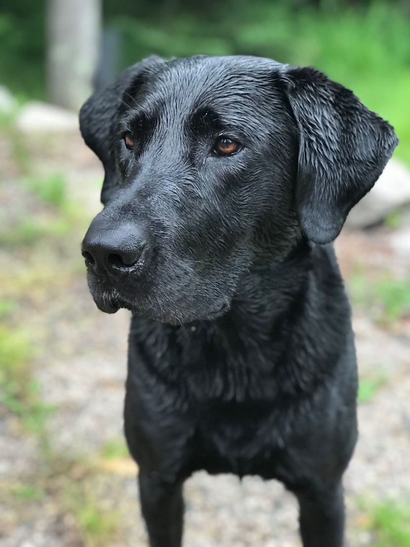 帥氣的黑色拉布拉多獵犬圖片