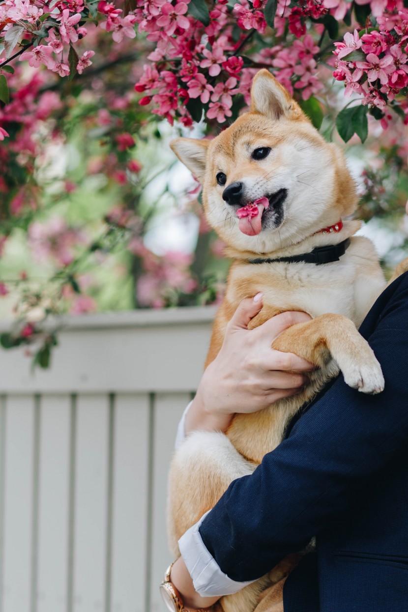 可爱的秋田犬图片