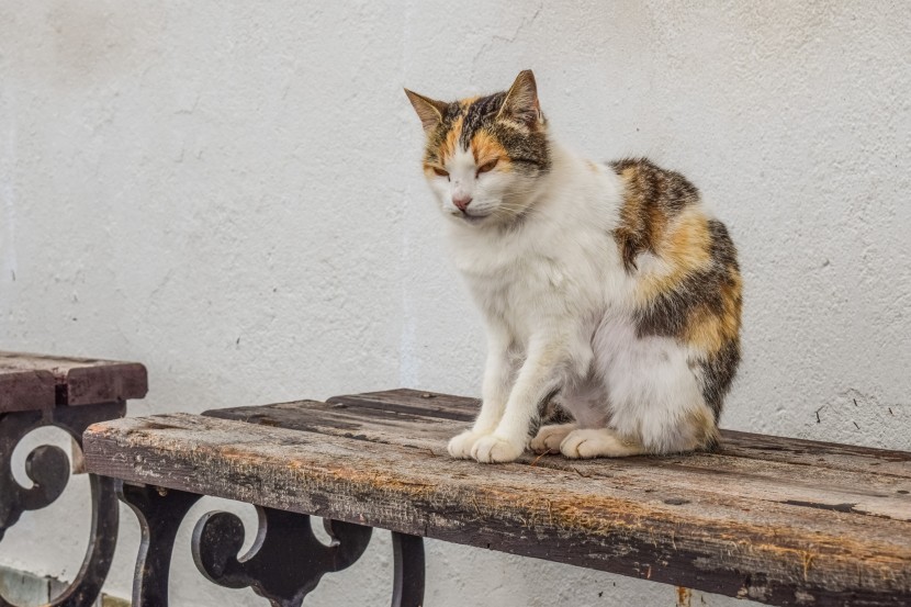 长椅上的猫咪图片