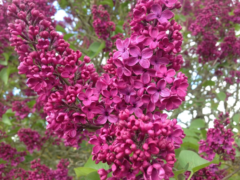 花色淡雅的丁香花圖片