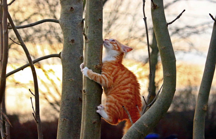 树上的猫咪图片