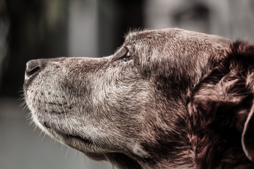 帅气的黑色拉布拉多猎犬图片