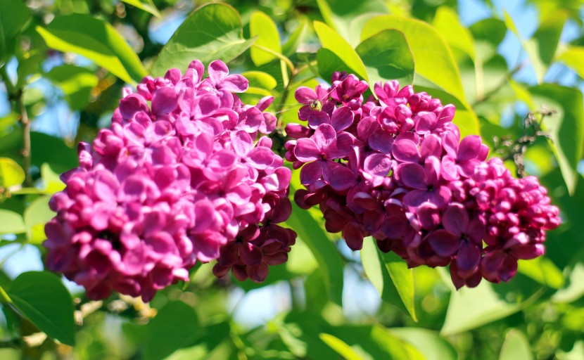 紫色馨香的丁香花圖片