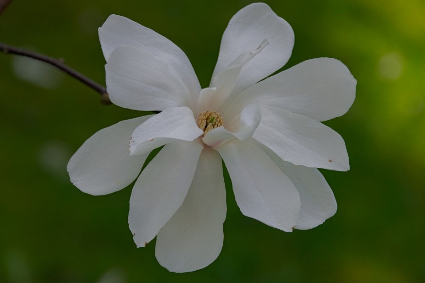 花瓣展開的玉蘭花圖片