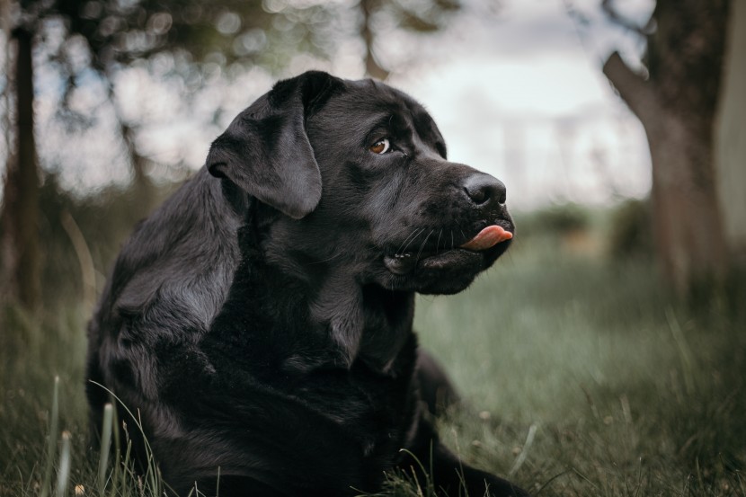 帅气的黑色拉布拉多猎犬图片