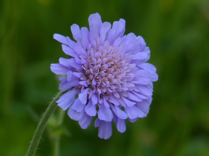 花形獨(dú)特的輪峰菊?qǐng)D片