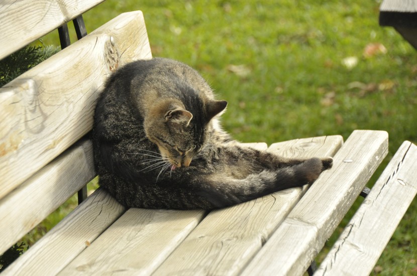 长椅上的猫咪图片