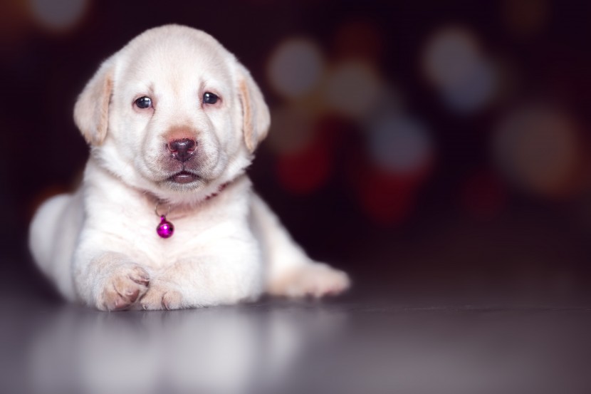 可爱的拉布拉多猎犬幼犬图片