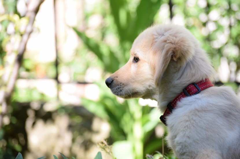 可爱的拉布拉多猎犬幼犬图片