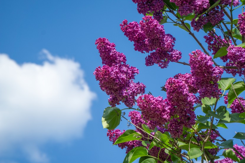 花色淡雅的丁香花圖片