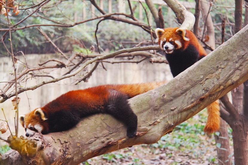 可爱机灵的小熊猫图片