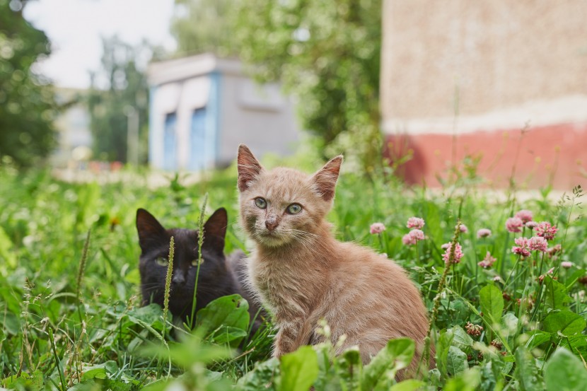 室外的猫咪图片