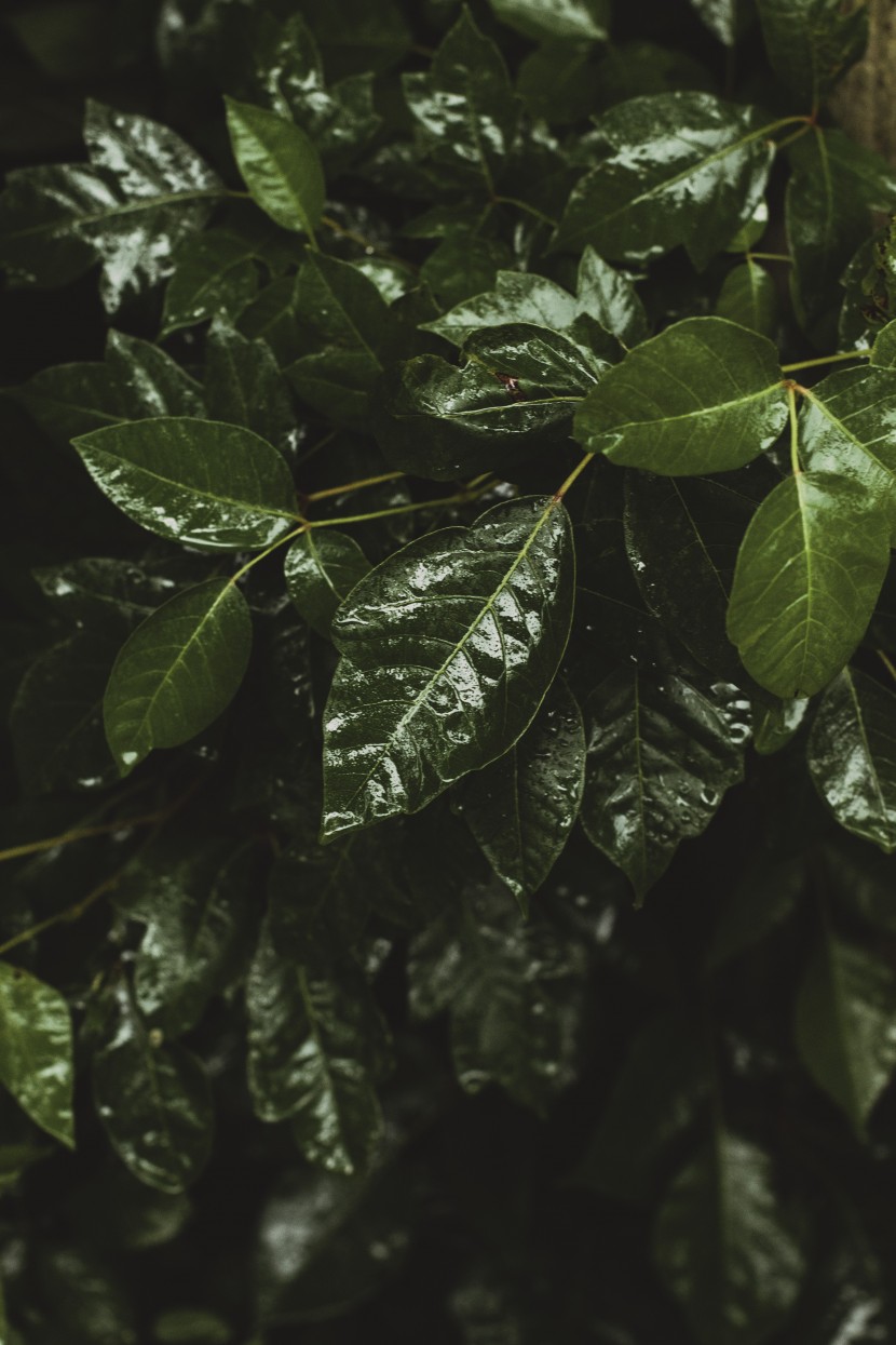 雨后的植物图片