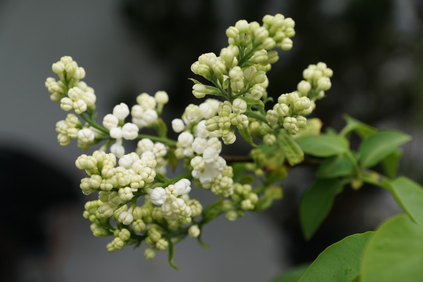 花色淡雅的丁香花圖片