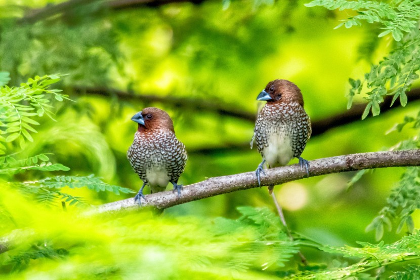 可愛的斑文鳥圖片