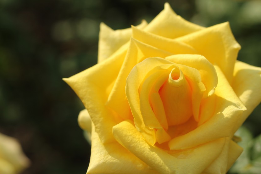 代表友情的黄玫瑰图片