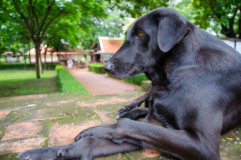 帥氣的黑色拉布拉多獵犬圖片