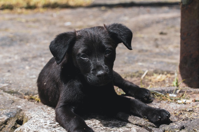 黑色拉布拉多幼犬圖片