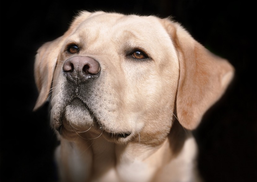 温顺的拉布拉多猎犬图片