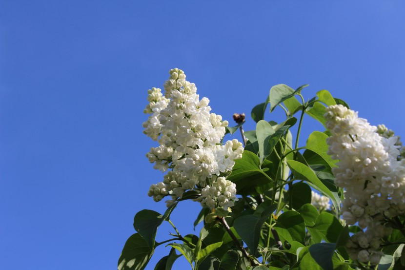 花色淡雅的丁香花圖片