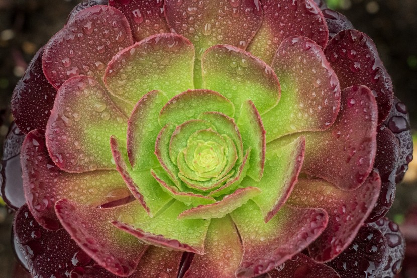 雨后的植物图片