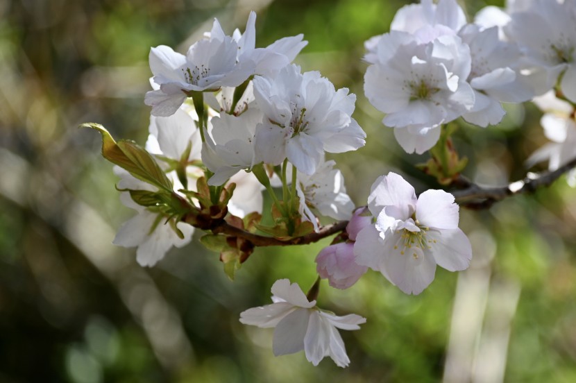 淡雅清新的蘋(píng)果花圖片